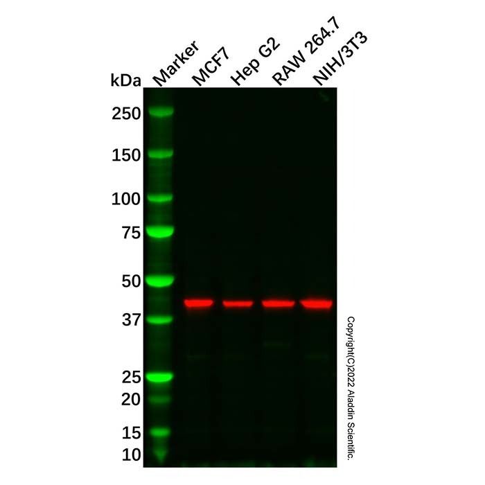 Meis homeobox 3/MEIS3 Antibody -    by Aladdin Scientific