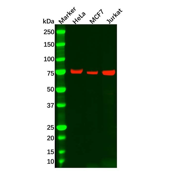 Recombinant MEKK2 Antibody -    by Aladdin Scientific