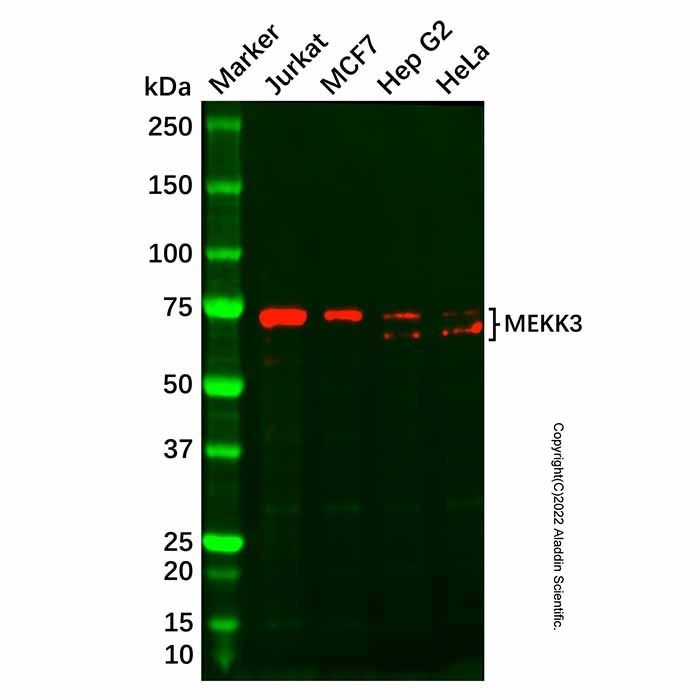 Recombinant MEKK3 Antibody -    by Aladdin Scientific
