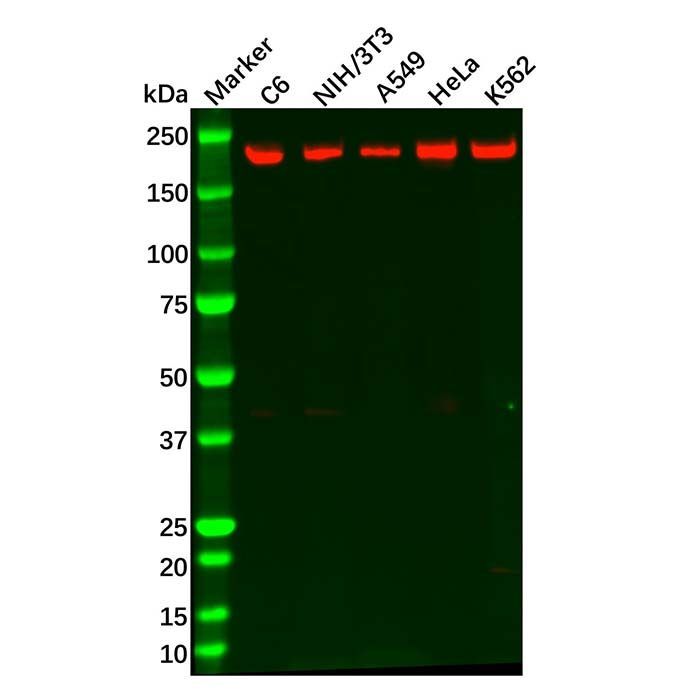 Recombinant MET Antibody -    by Aladdin Scientific