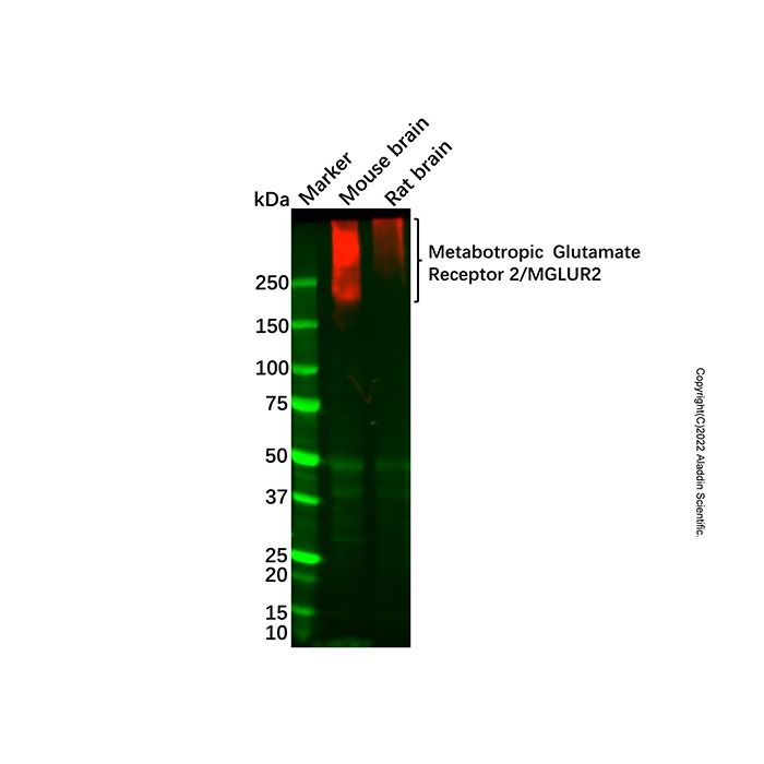 Recombinant Metabotropic Glutamate Receptor 2/MGLUR2 Antibody - by Aladdin Scientific