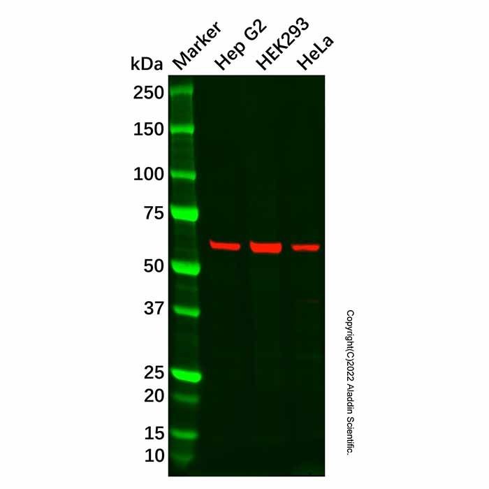 Recombinant Methionine Aminopeptidase 2/p67 Antibody -    by Aladdin Scientific