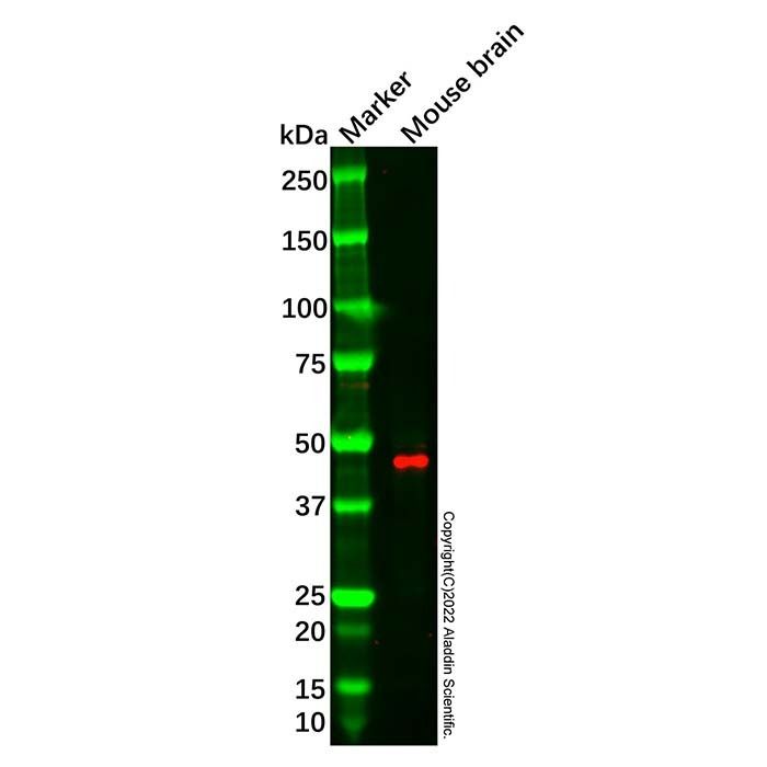 MFSD2A/NLS1 Antibody -    by Aladdin Scientific