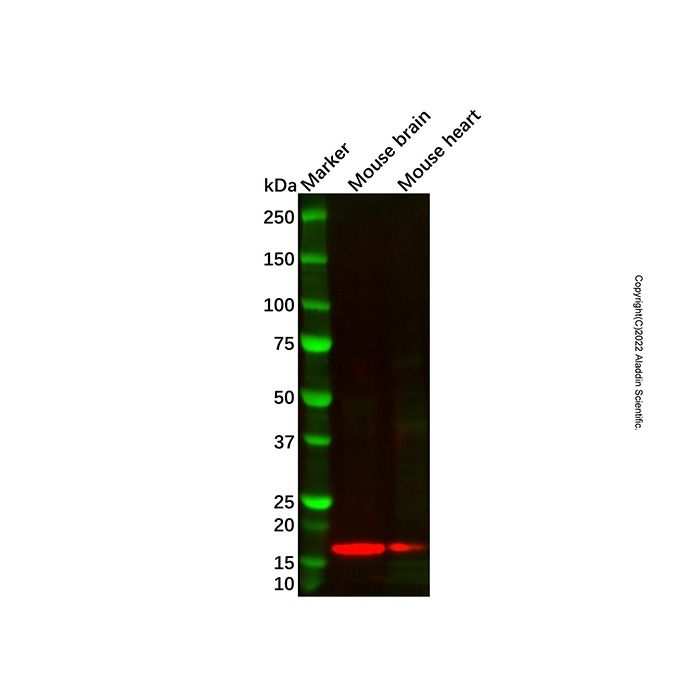 Recombinant MGST3 Antibody -    by Aladdin Scientific