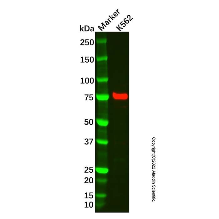 Recombinant Mitofusin 1 Antibody -    by Aladdin Scientific