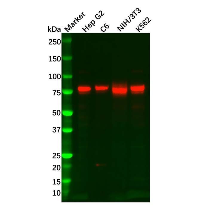 Recombinant Mitofusin 2 Antibody -    by Aladdin Scientific