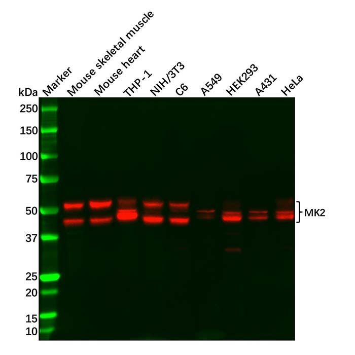 Recombinant MK2 Antibody -    by Aladdin Scientific