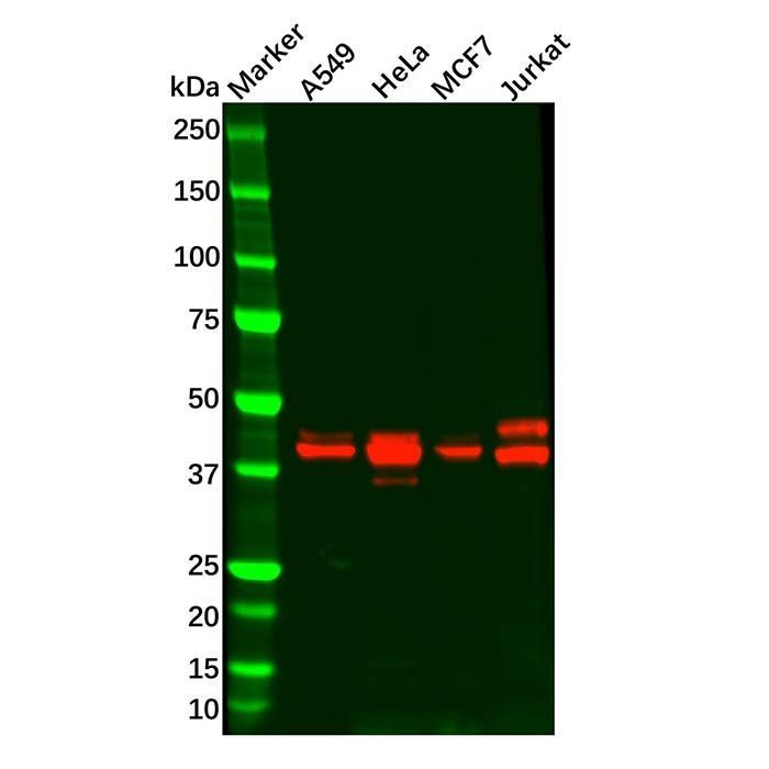 Recombinant MAPKAPK3 Antibody -    by Aladdin Scientific