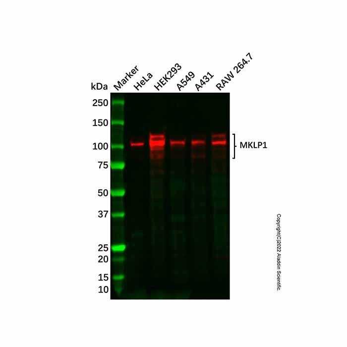 Recombinant MKLP1 Antibody -    by Aladdin Scientific
