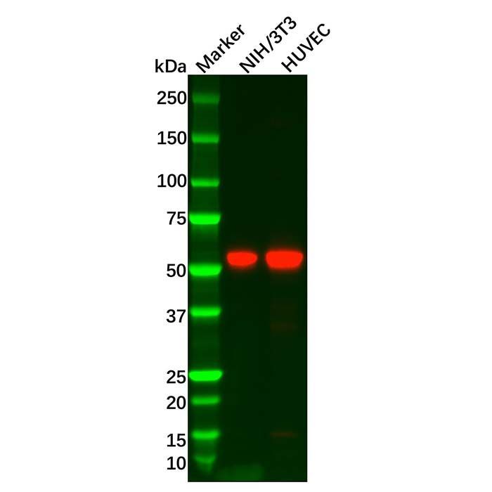 Recombinant MMP14 Antibody -    by Aladdin Scientific
