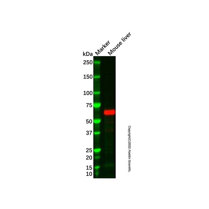 Recombinant MMP2 Antibody -    by Aladdin Scientific