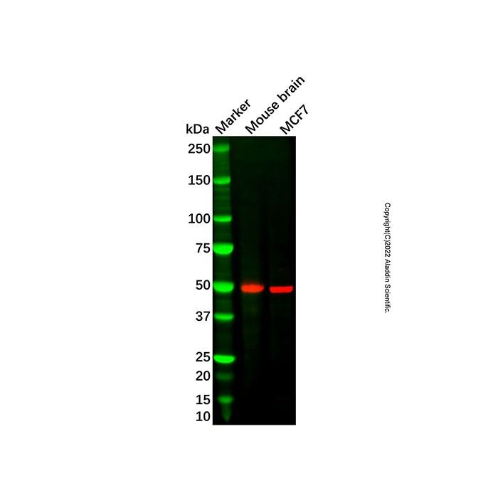 MNK2 Antibody -    by Aladdin Scientific
