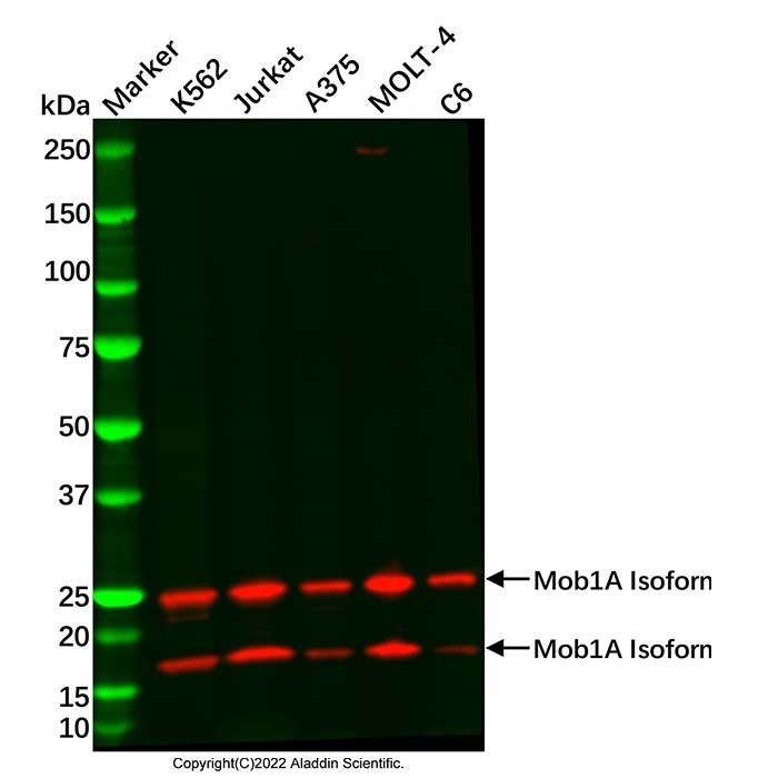 Mob1A Antibody -    by Aladdin Scientific