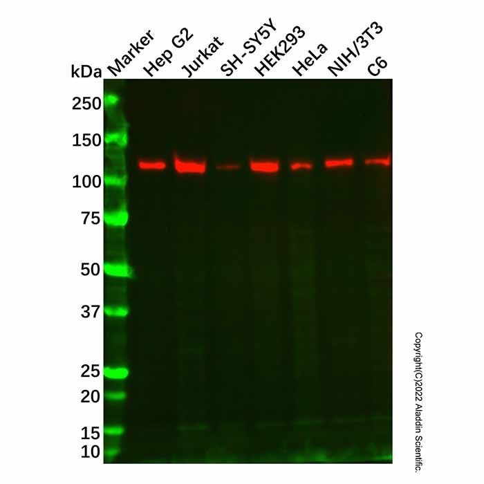 Recombinant Mov10 Antibody -    by Aladdin Scientific