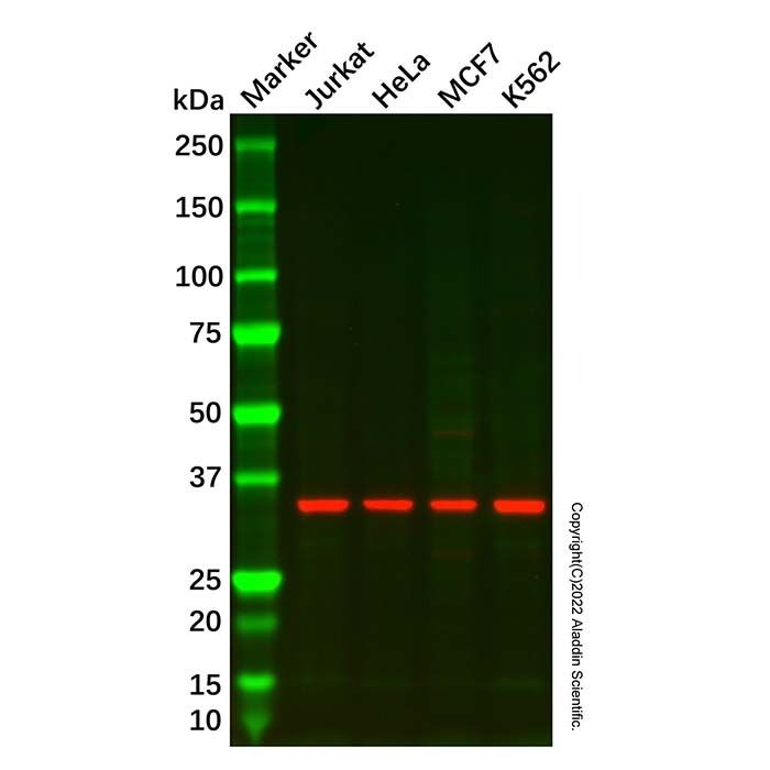 MPG/AAG Antibody -    by Aladdin Scientific