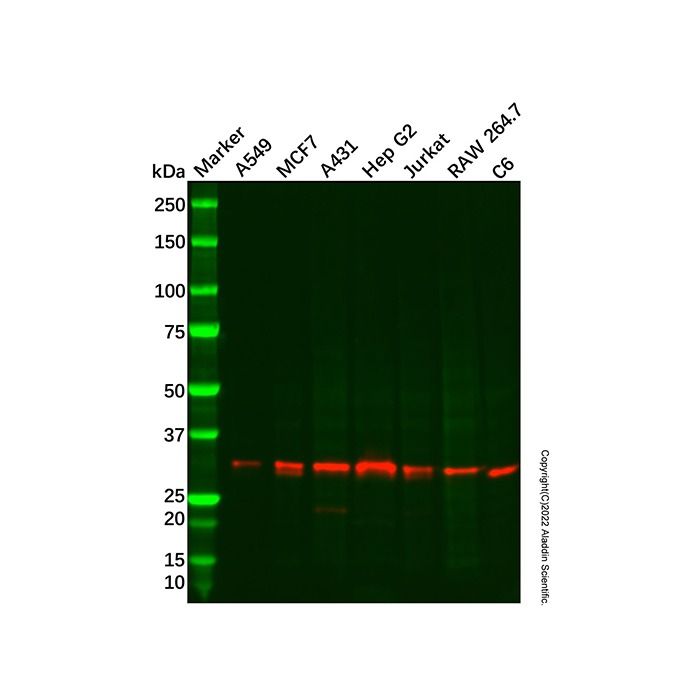 Recombinant MRPS18B Antibody -    by Aladdin Scientific