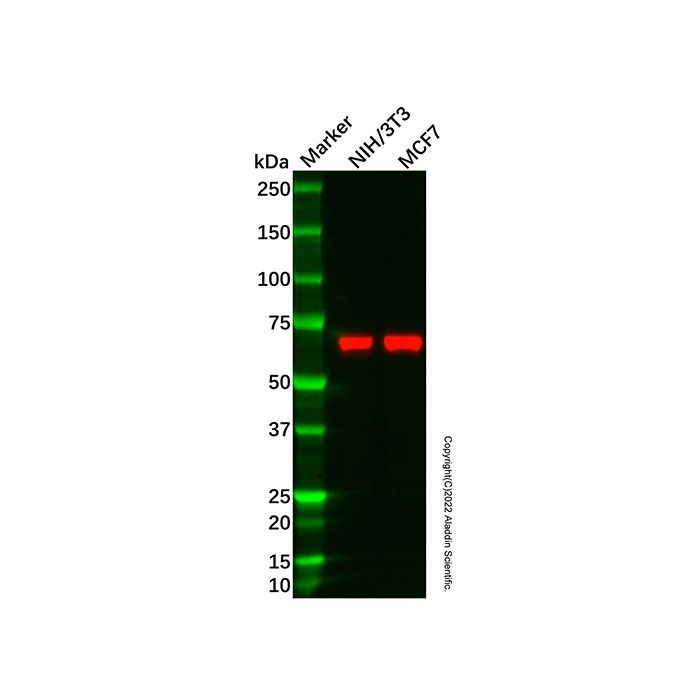 Recombinant MS4A14 Antibody -    by Aladdin Scientific
