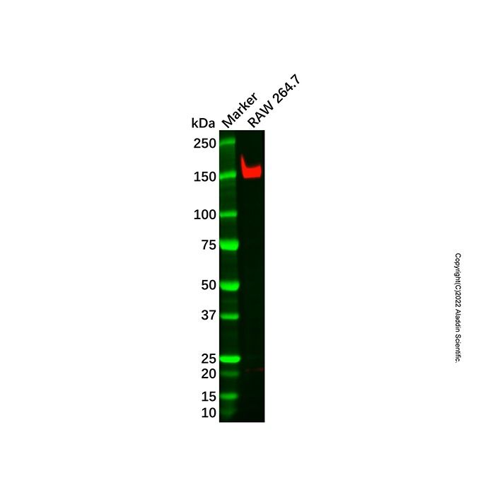 Recombinant mSin3A Antibody -    by Aladdin Scientific