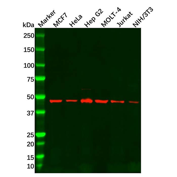 MSS1 Antibody -    by Aladdin Scientific