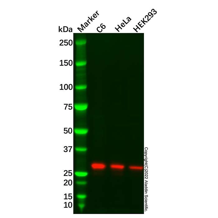Recombinant MTAP Antibody -    by Aladdin Scientific