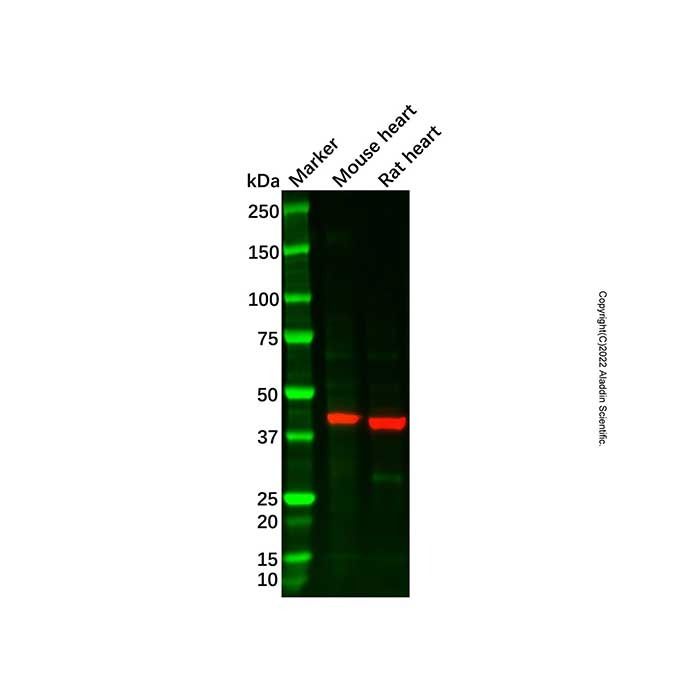 Recombinant MT-ND1 Antibody -    by Aladdin Scientific
