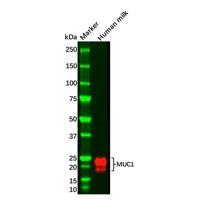 MUC1 Mouse mAb -    by Aladdin Scientific