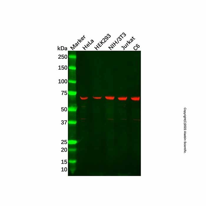 Recombinant Munc18-1 Antibody - by Aladdin Scientific