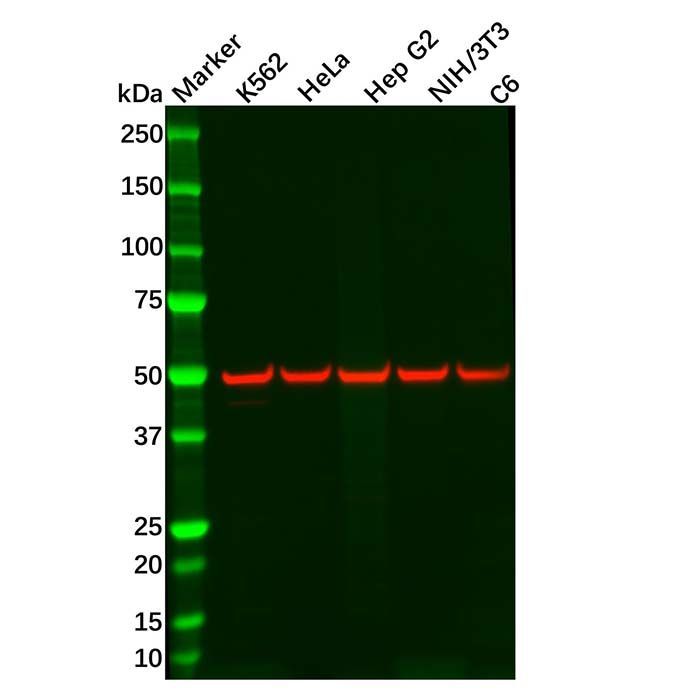 Recombinant CHRM2/CM2 Antibody -    by Aladdin Scientific