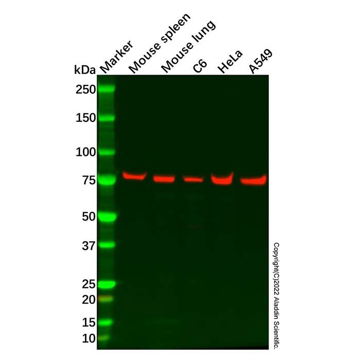 MX1 Antibody  -    by Aladdin Scientific
