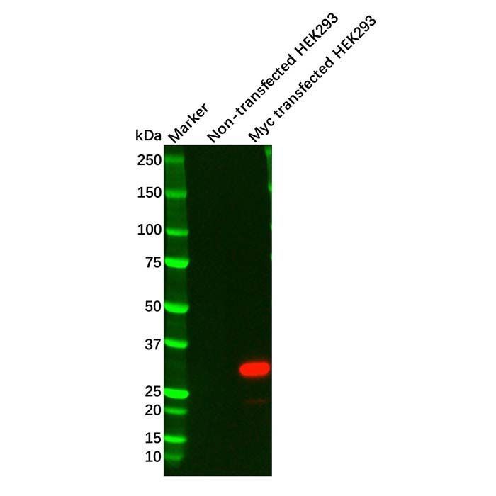 Myc tag Mouse mAb -    by Aladdin Scientific