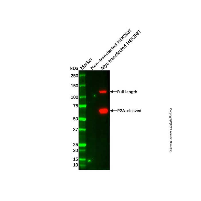 Myc tag Antibody -    by Aladdin Scientific