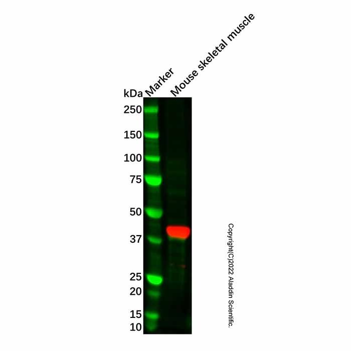 Recombinant Myf5 Antibody -    by Aladdin Scientific