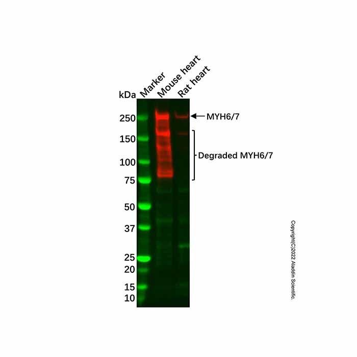 Recombinant MYH6/7 Antibody -    by Aladdin Scientific