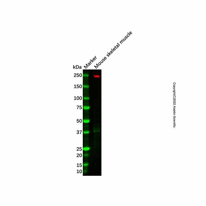 Recombinant MYH7B Antibody -    by Aladdin Scientific