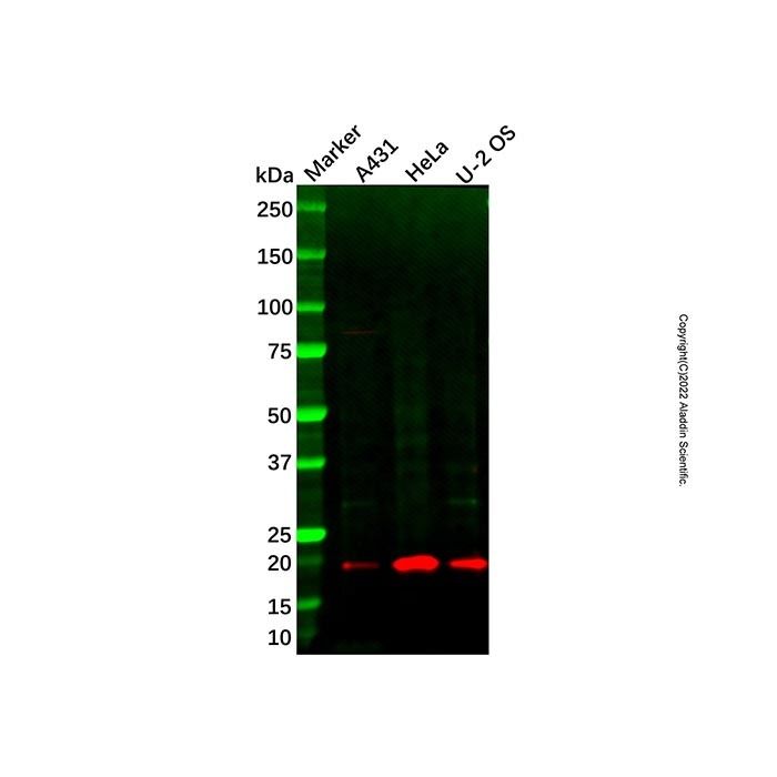 Recombinant MYL9 Antibody -    by Aladdin Scientific