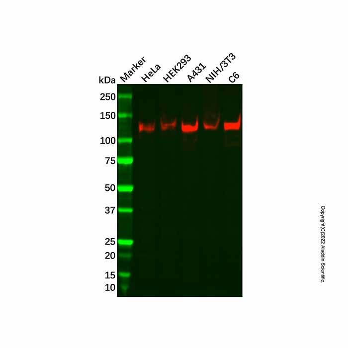 Recombinant MYO1B Antibody -    by Aladdin Scientific
