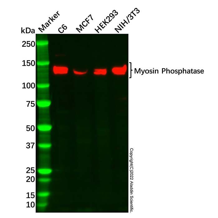 Myosin Phosphatase Antibody -    by Aladdin Scientific