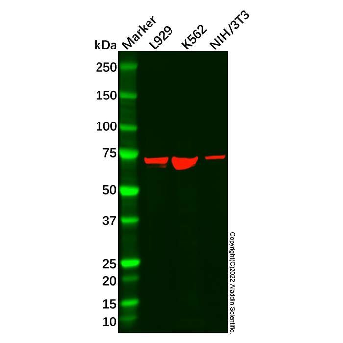 Recombinant N WASP Antibody -    by Aladdin Scientific