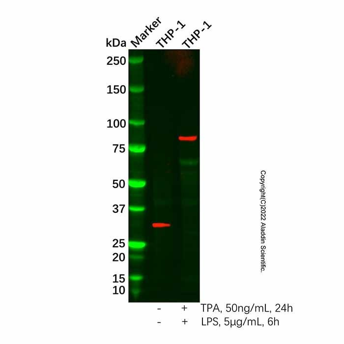 Recombinant TBK1 (phospho S172) Antibody -    by Aladdin Scientific