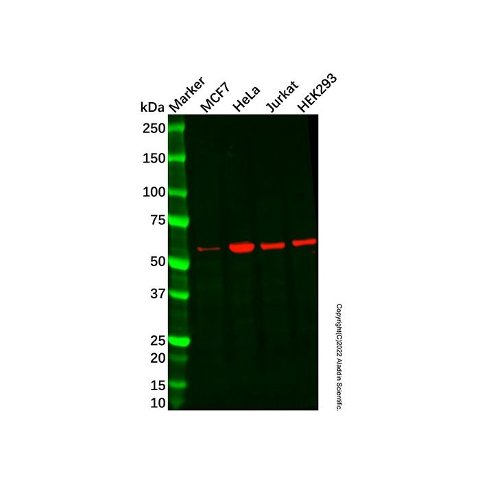 NARFL Antibody -    by Aladdin Scientific