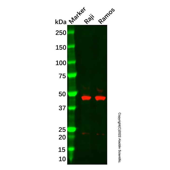 Recombinant NCF1/p47-phox Antibody -    by Aladdin Scientific