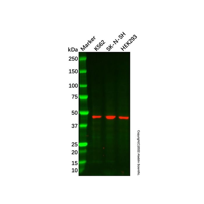 Recombinant Nck-2 Antibody -    by Aladdin Scientific
