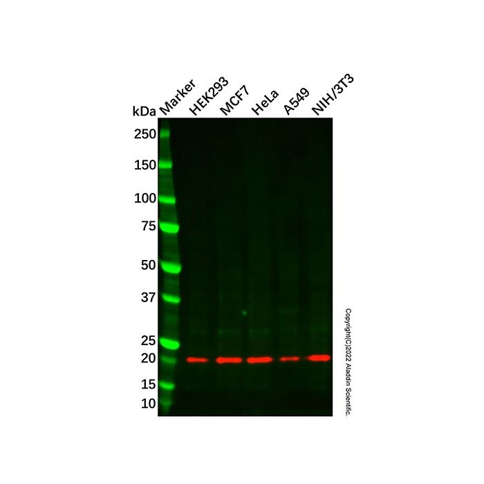 Recombinant NCS1 Antibody -    by Aladdin Scientific