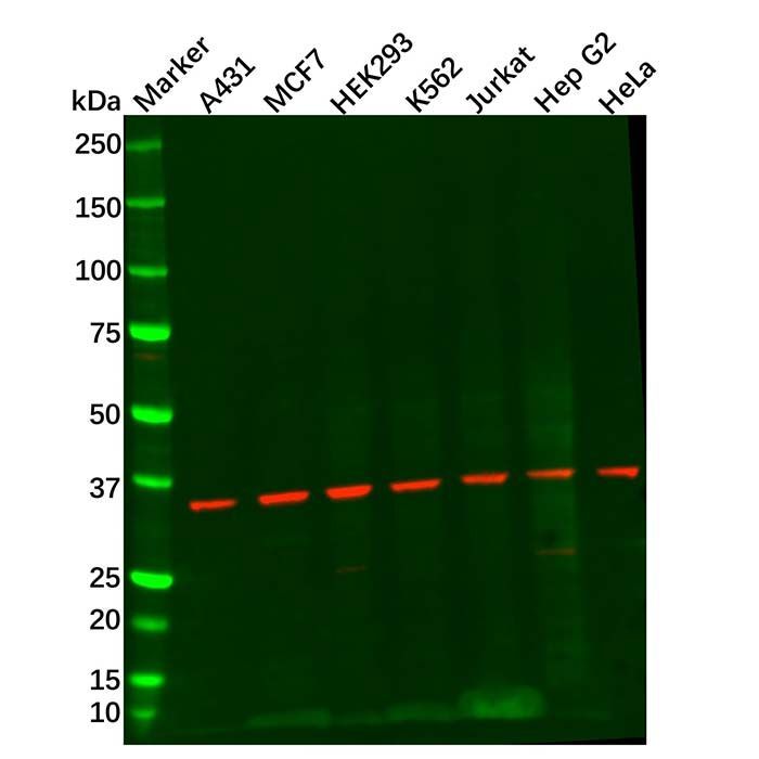 NDUFA9 Antibody -    by Aladdin Scientific
