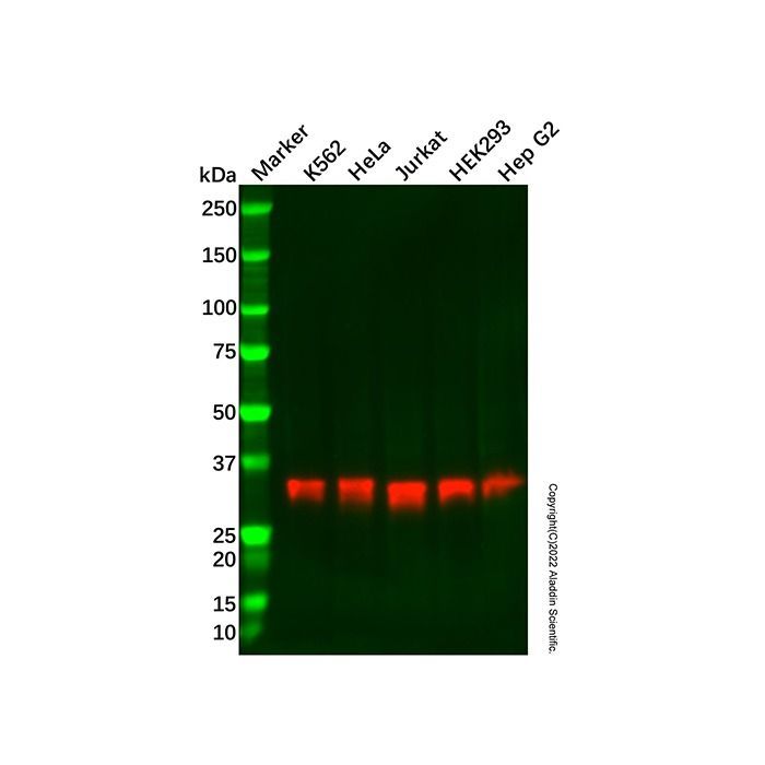 Recombinant NDUFAF1 Antibody -    by Aladdin Scientific