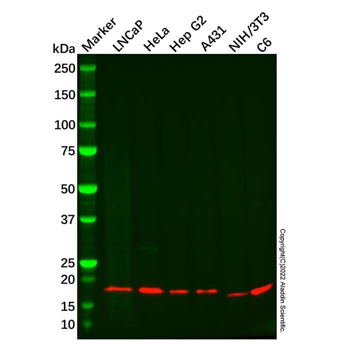 Recombinant NDUFB11 Antibody -    by Aladdin Scientific