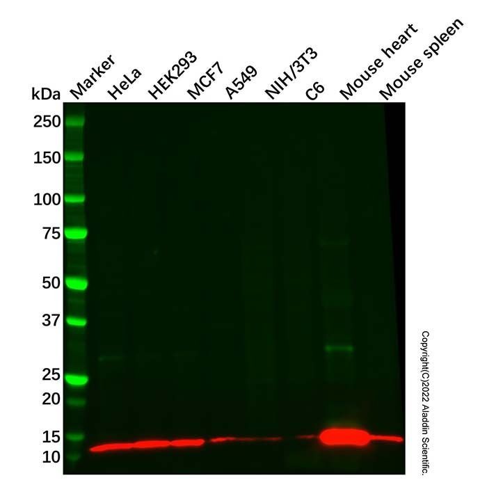 Recombinant NDUFB2 Antibody -    by Aladdin Scientific