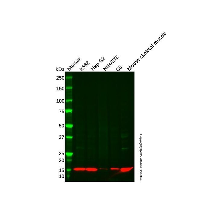 Recombinant NDUFB4 Antibody -    by Aladdin Scientific