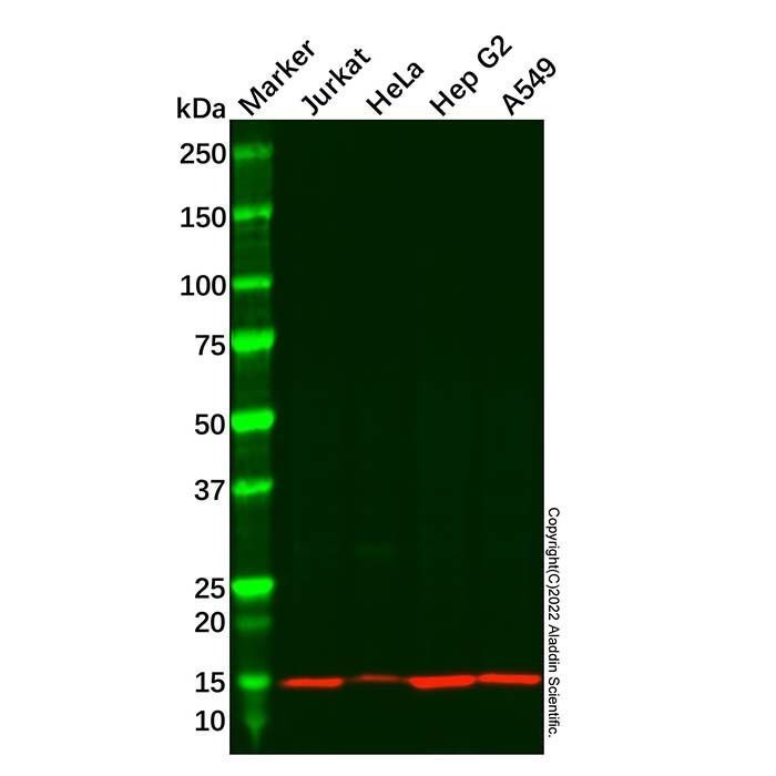 Recombinant NDUFC2 Antibody -    by Aladdin Scientific