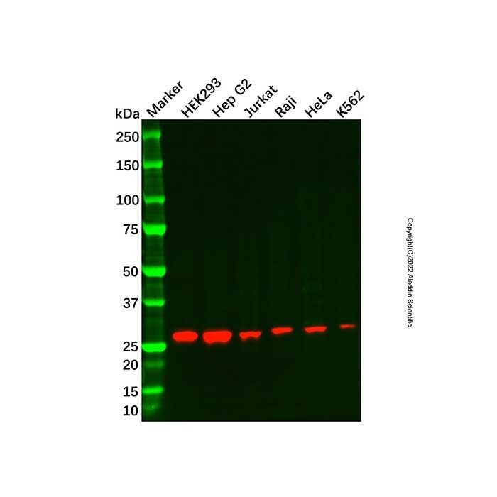 Recombinant NDUFS3 Antibody -    by Aladdin Scientific